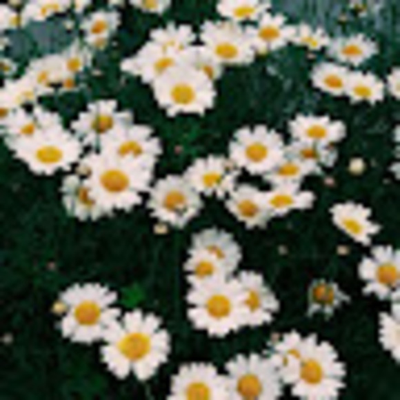wildflower127